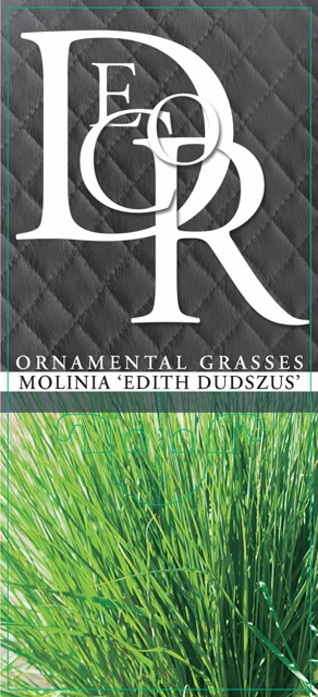 Molinia caerulea 'Edith Dudszus' - C2